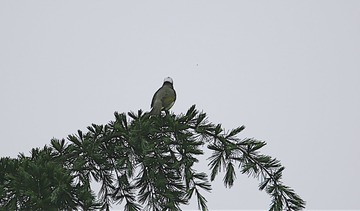 IMG_1610_