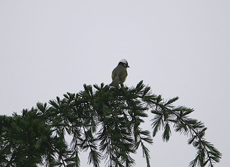 IMG_1605_