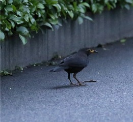 IMG_1619_