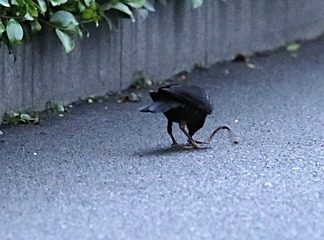 IMG_1618_
