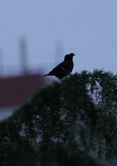 IMG_1624_