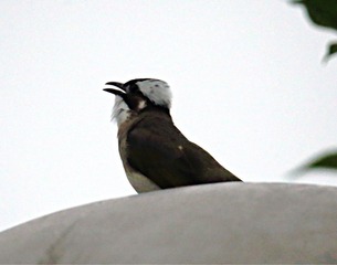 IMG_1628_