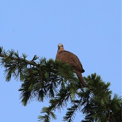 IMG_1921_