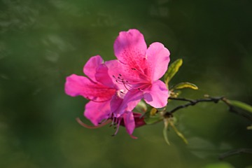 IMG_1949_