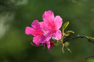IMG_1950_
