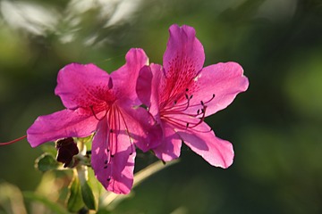 IMG_1942_