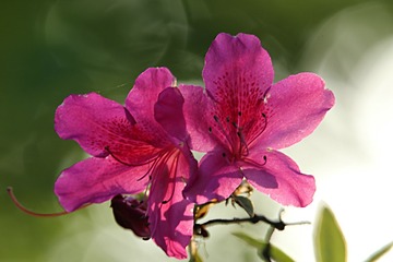 IMG_1943_