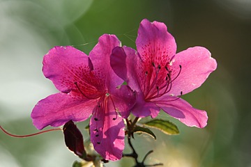 IMG_1944_