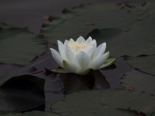 IMG_1991_