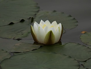 IMG_1992_