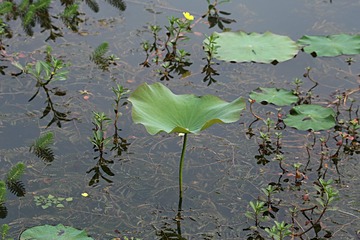 IMG_2162_