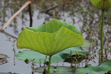 IMG_2170_