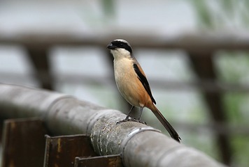 IMG_2092_