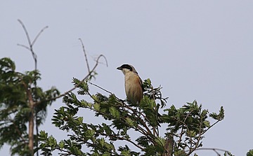 IMG_2069_