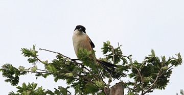 IMG_2081_