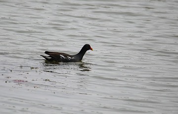 IMG_2221_