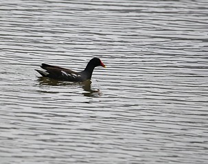 IMG_2227_