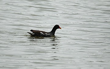 IMG_2223_