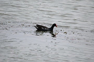 IMG_2220_