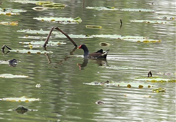 IMG_2256_