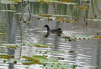 IMG_2252_