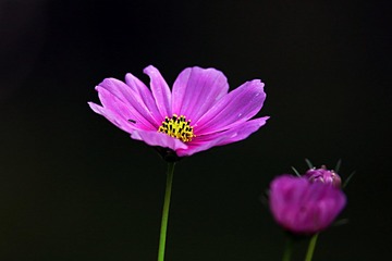 IMG_2377_
