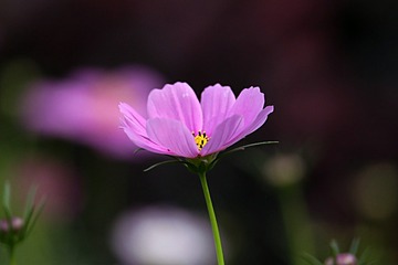 IMG_2397_
