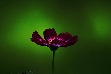 IMG_2381_