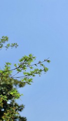 Optional("9752CFAF-D20F-4B76-A74B-7DCBE5079834/L0/001")