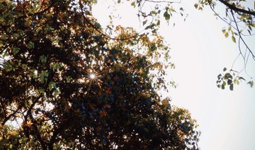 Optional("9DA8BC5E-5C6D-4EAE-A34D-01A206B9EB04/L0/001")