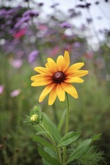 BB3F3A71-C96C-4A78-B20B-EB865A73ECEF/L0/001