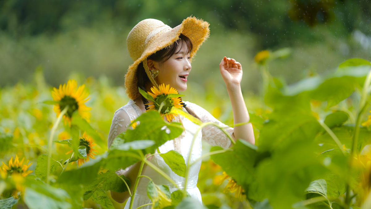 顶着35度高温闵行体育公园拍摄向日葵和白衣姑娘久违的阳光驱散梅雨