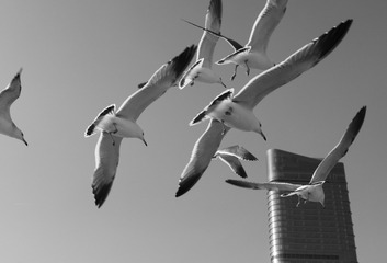 DSC_海鸥来袭