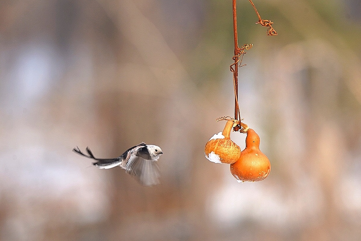 福禄双全(单雀版)