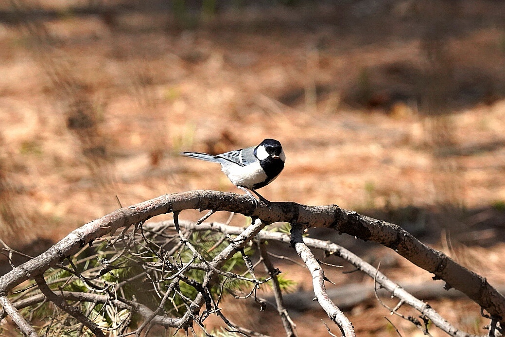 白脸山雀 - 阿满爱摄影 - 图虫
