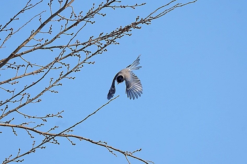 灰喜鹊飞离杨树梢