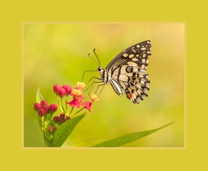 _TDN7370nnvvP