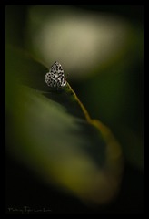 倚欄惆悵望 無語對斜陽