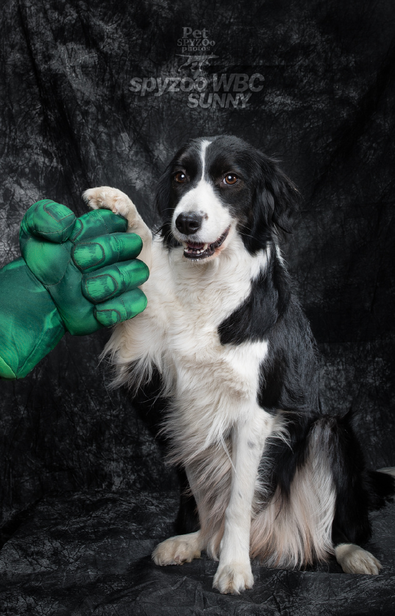 wbc weare border collie