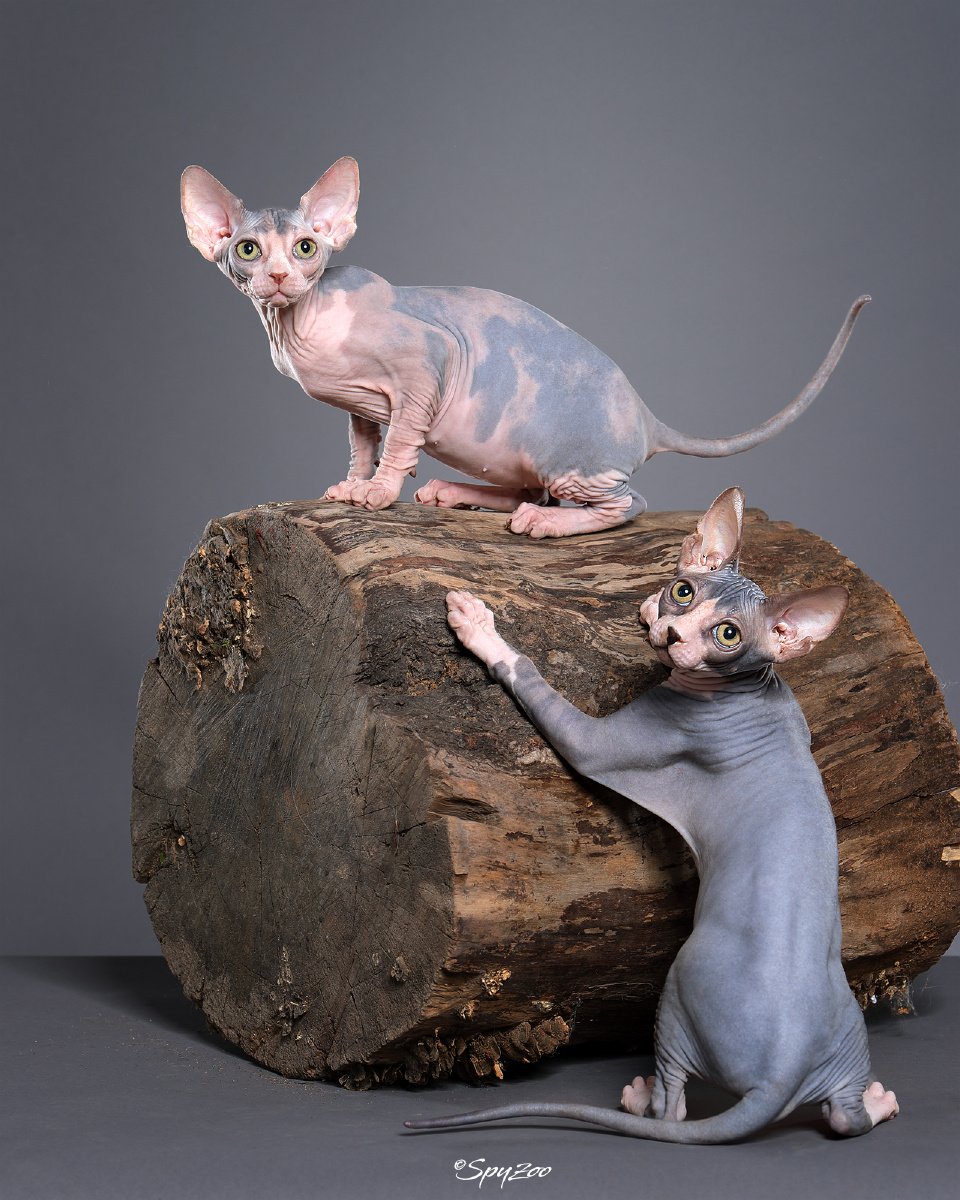 无毛猫加拿大无毛猫