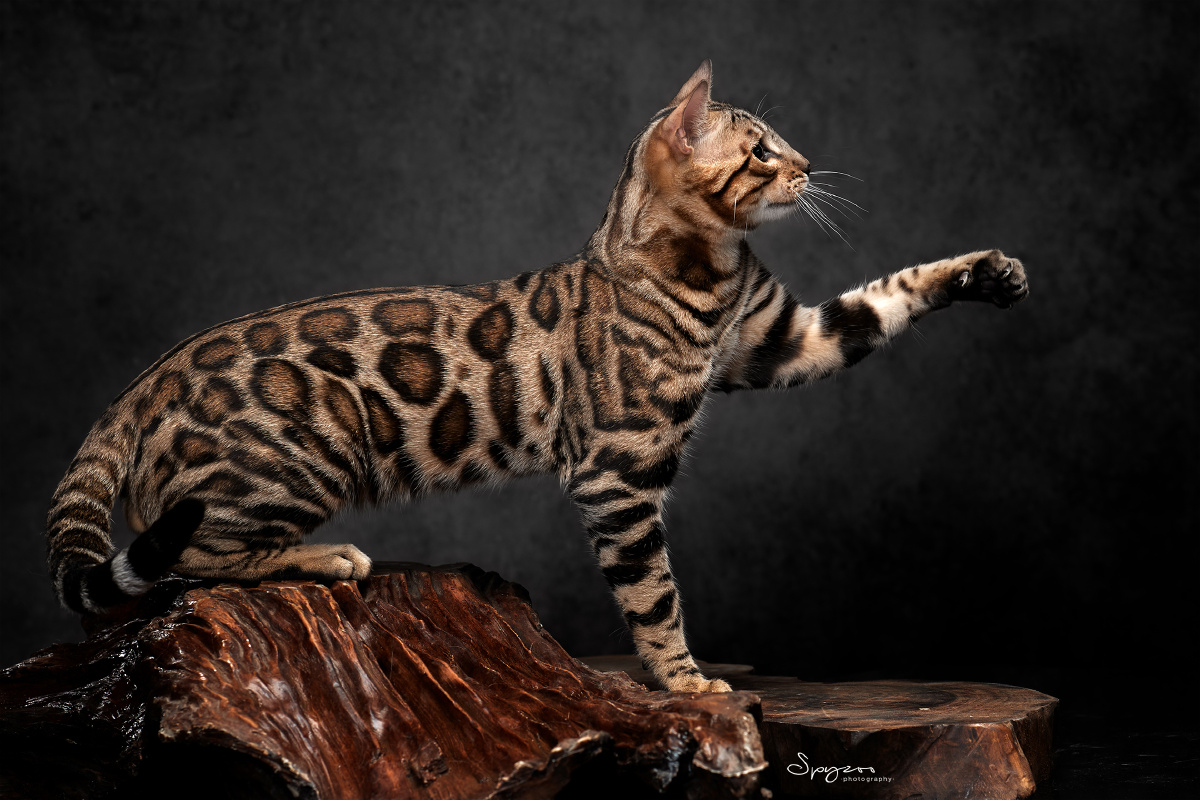 孟加拉豹猫61猫赛场拍摄