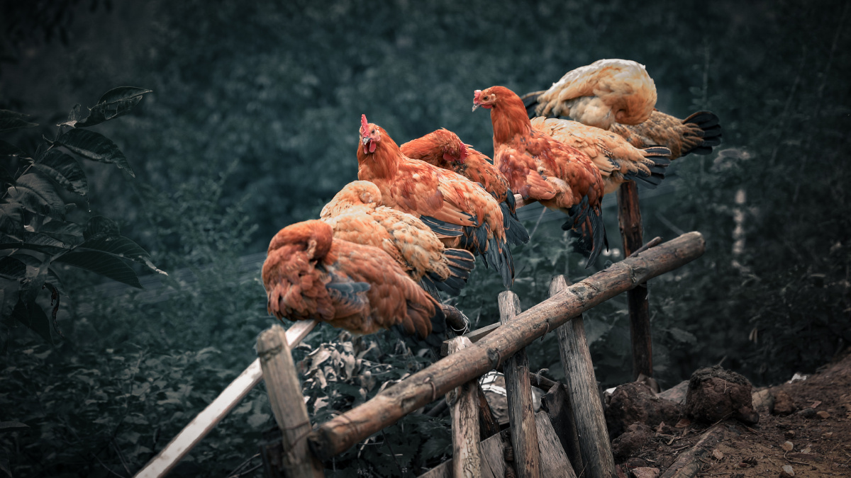 彝族发源地之一