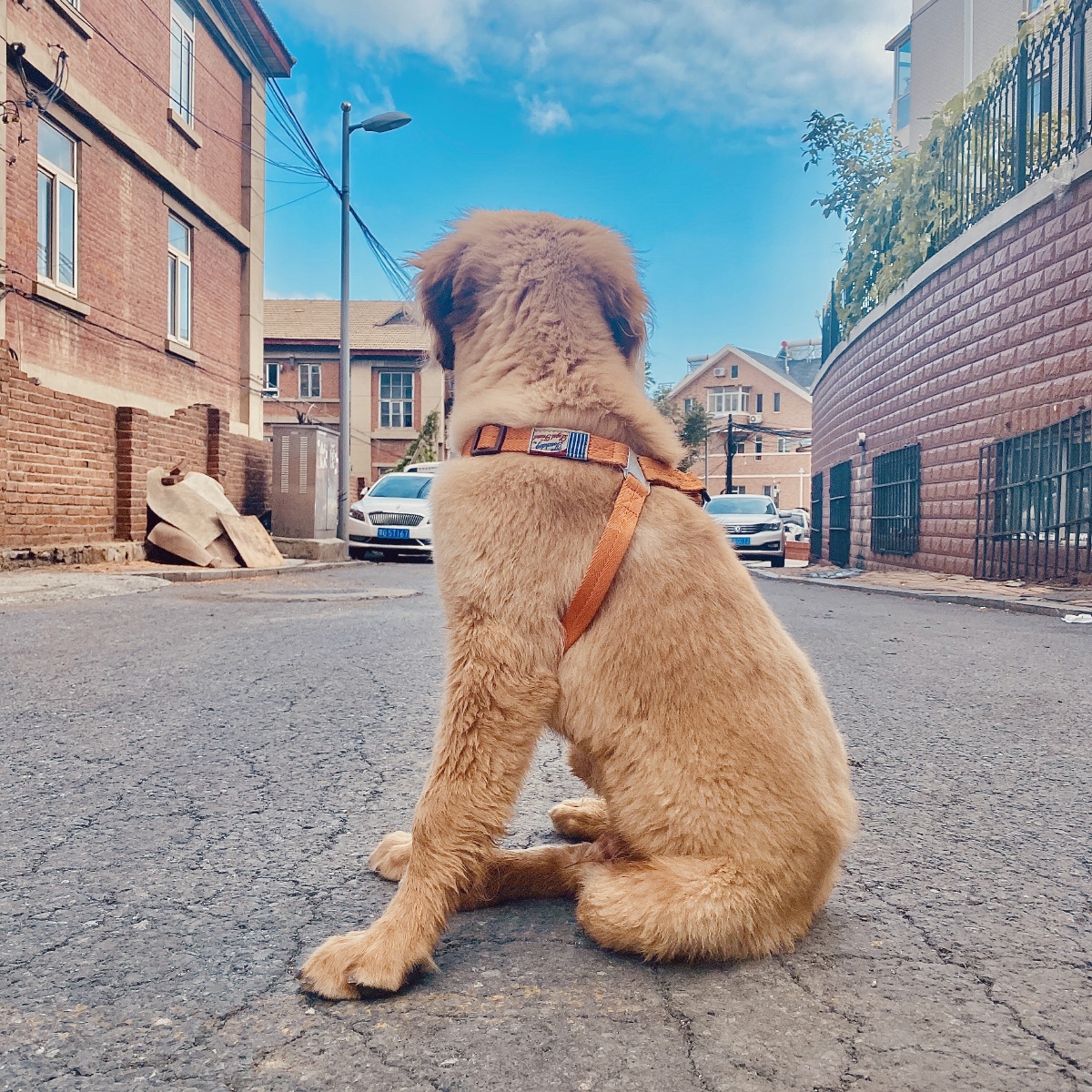 彬彬家的小狼狗 - 图虫