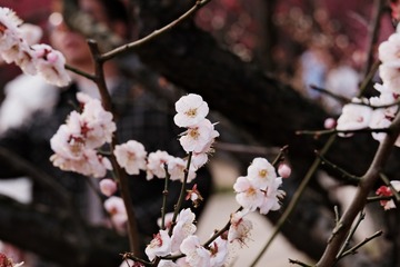 14E0A18F-7AC3-4581-B4D0-7DB7FD5B67A6/L0/001