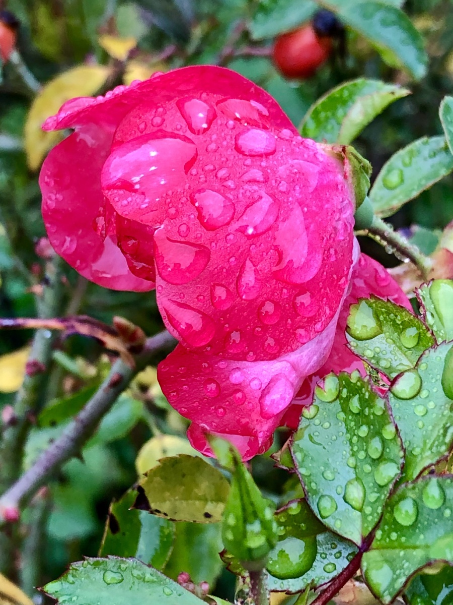 雨中78花香6