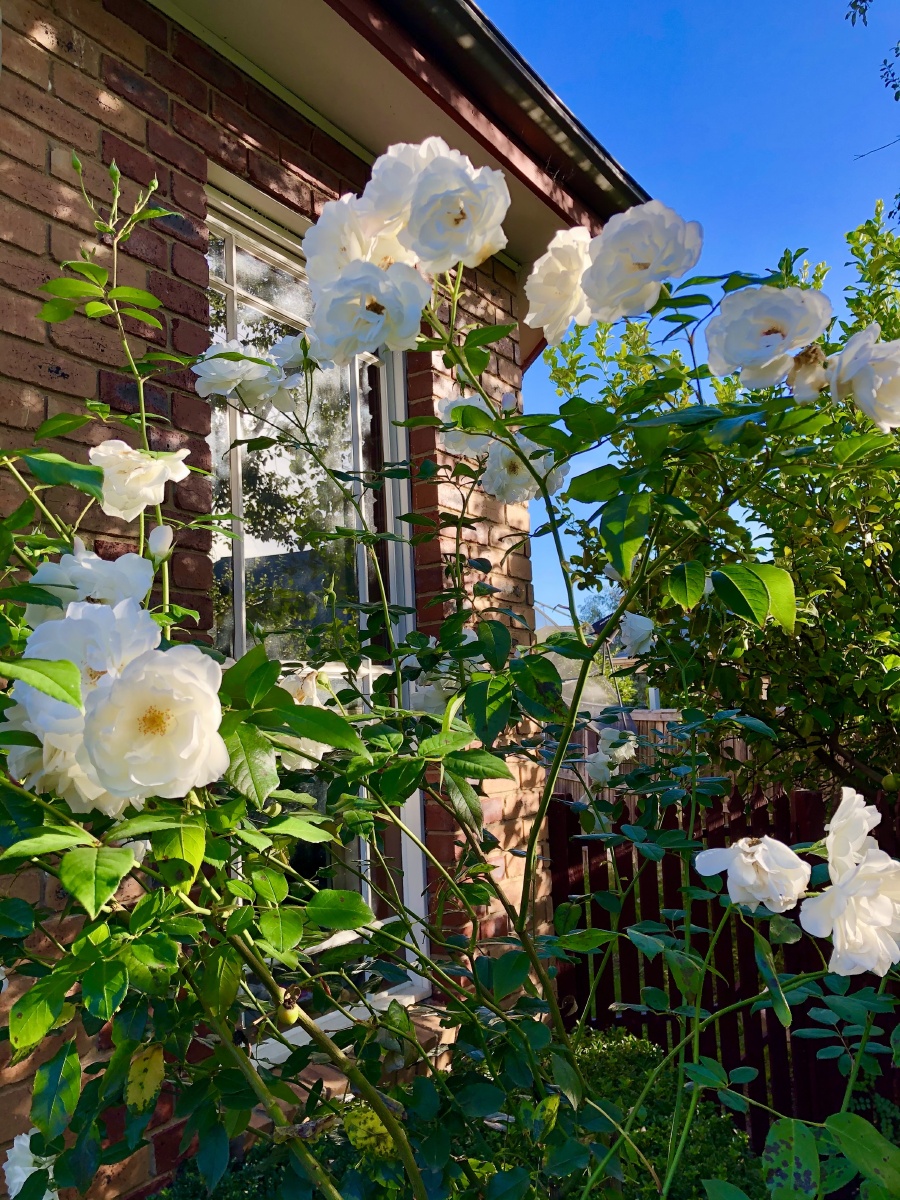 庭院月季花开20213