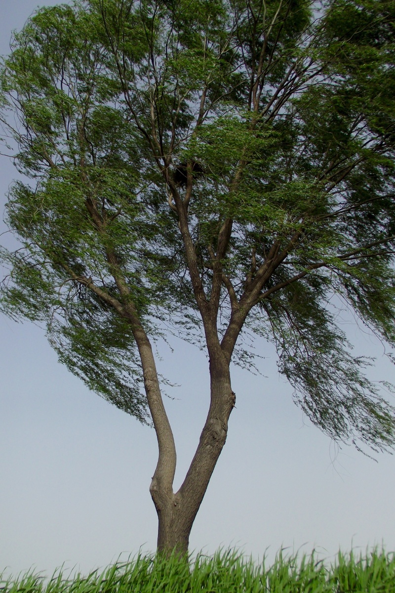 北方的树,2011年白洋淀