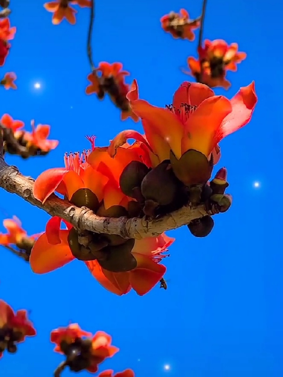 木棉树开花富贵又荣华