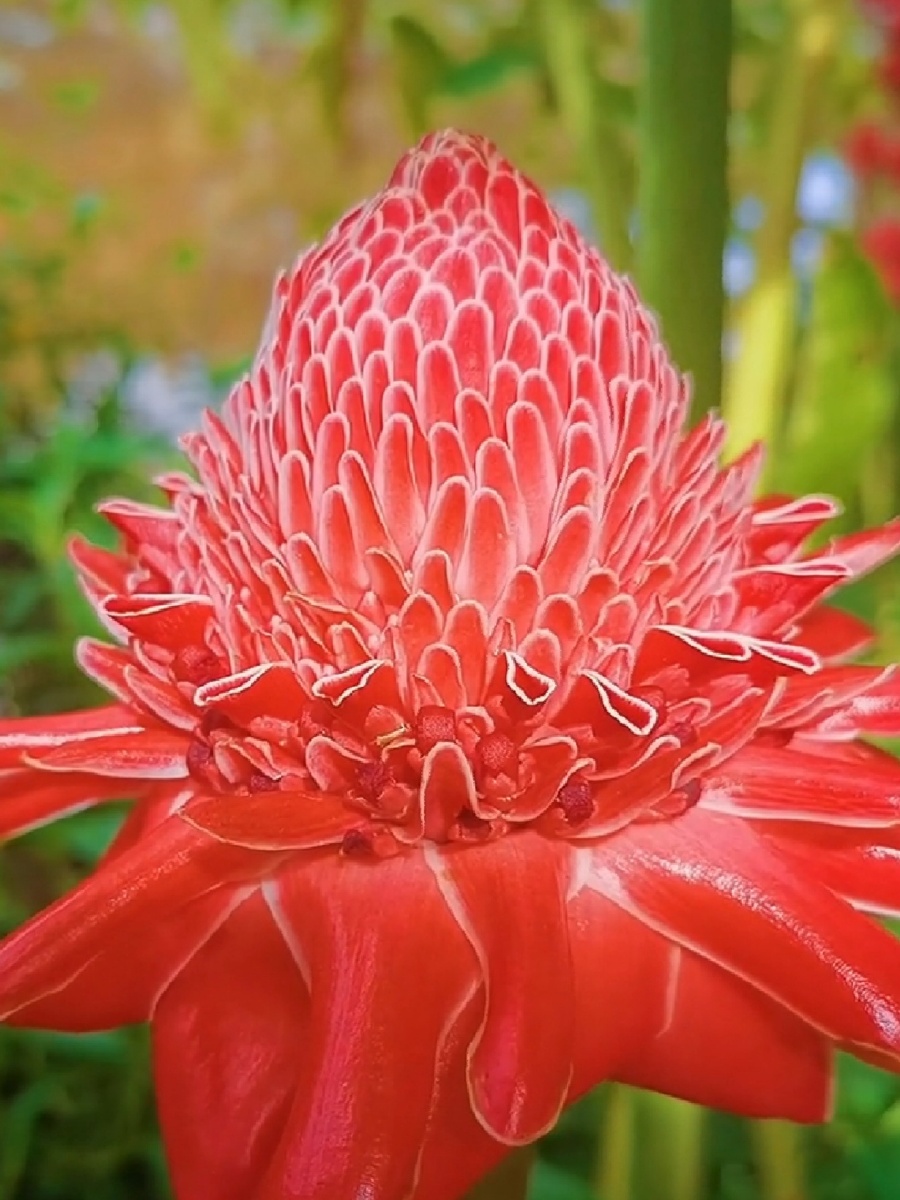 火炬姜原产于非洲和亚洲热带地区中国广东福建台湾云南等地有引种栽培