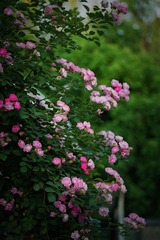 BC648245-F999-4CD7-AFE9-077B79246551/L0/001